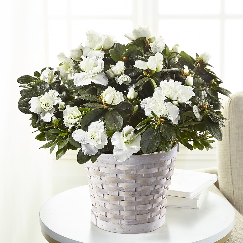 White Azalea Plant – CELEBRATE SHOP & DECOR LLC, Lilburn GA