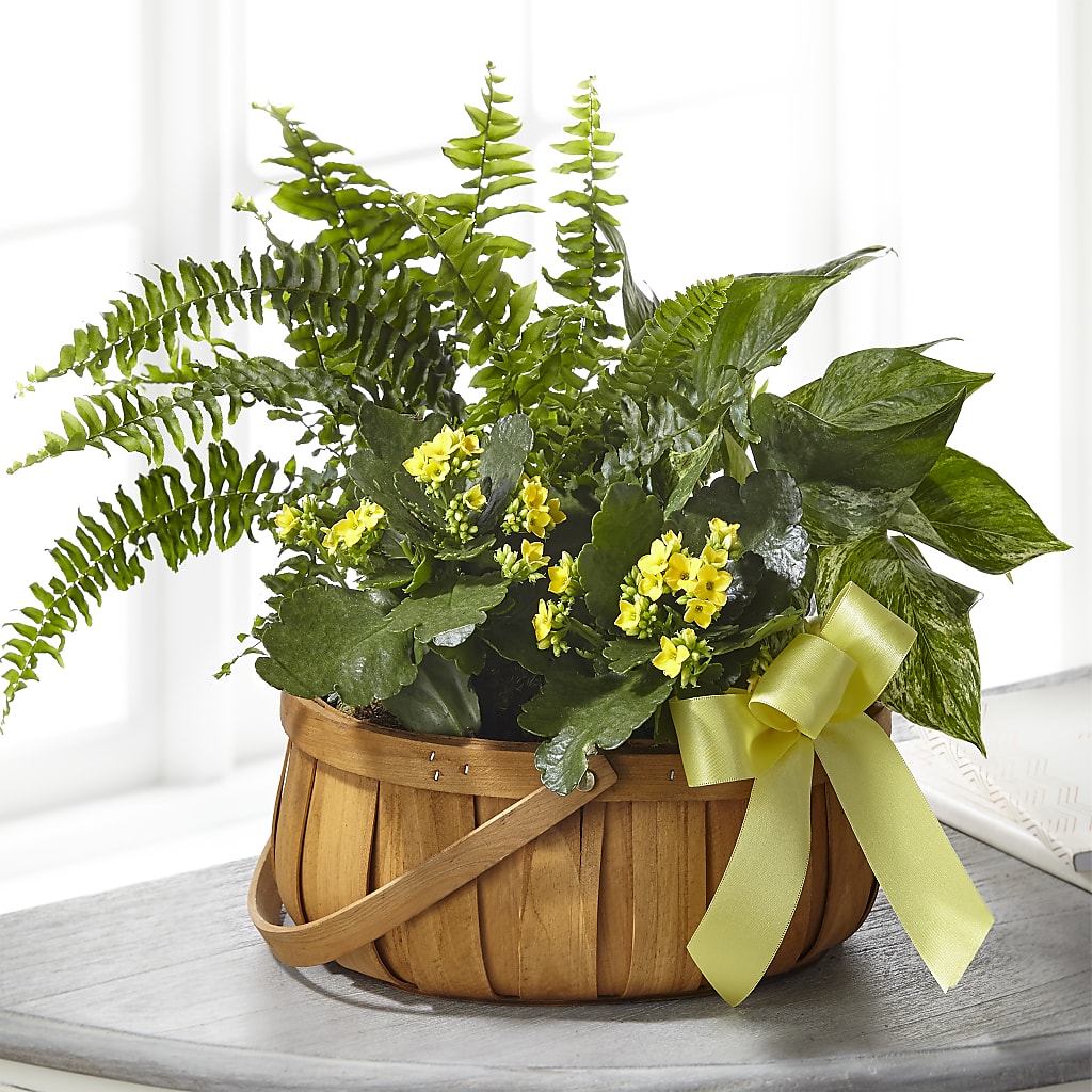 Always Dear Dishgarden – CELEBRATE SHOP & DECOR LLC, Lilburn GA