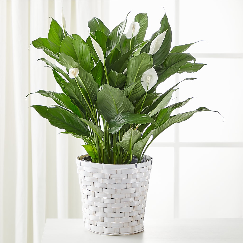 A New Leaf Peace Lily – CELEBRATE SHOP & DECOR LLC, Lilburn GA