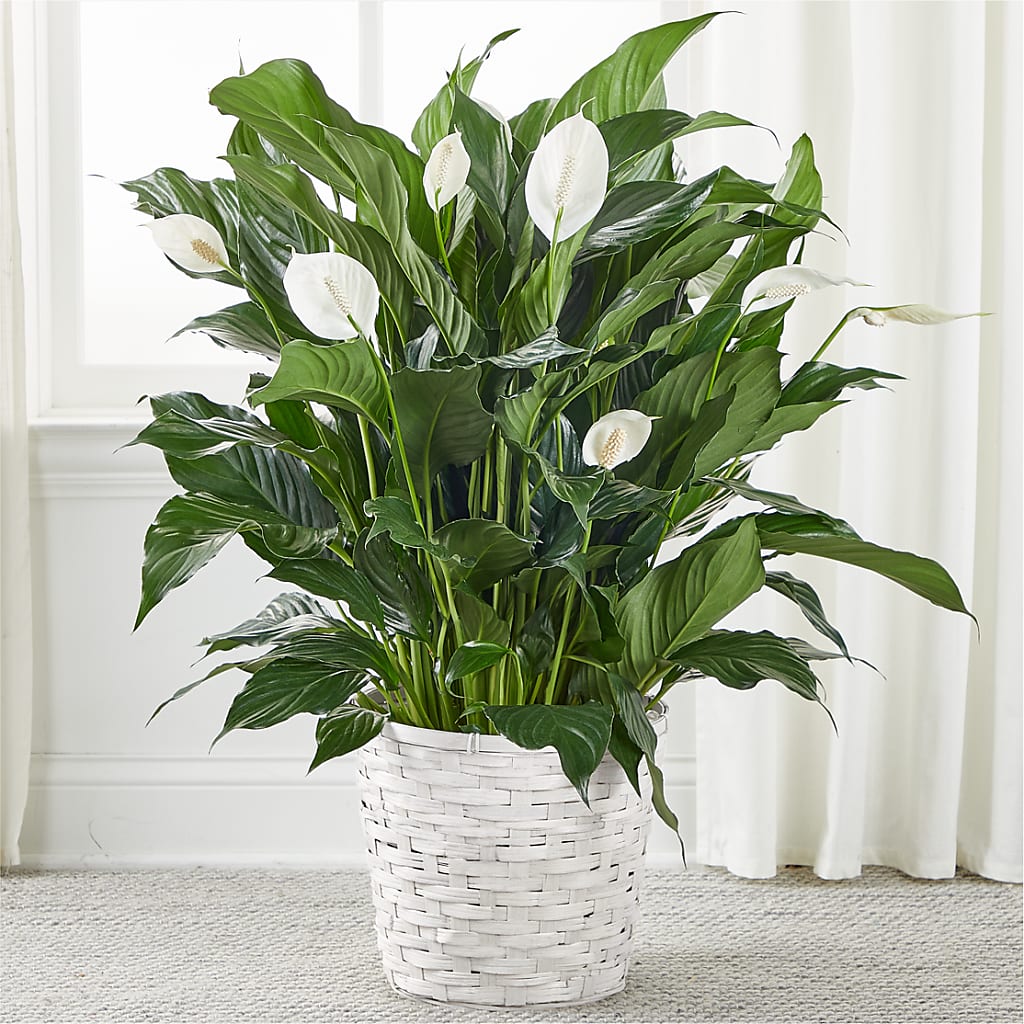 A New Leaf Peace Lily – CELEBRATE SHOP & DECOR LLC, Lilburn GA