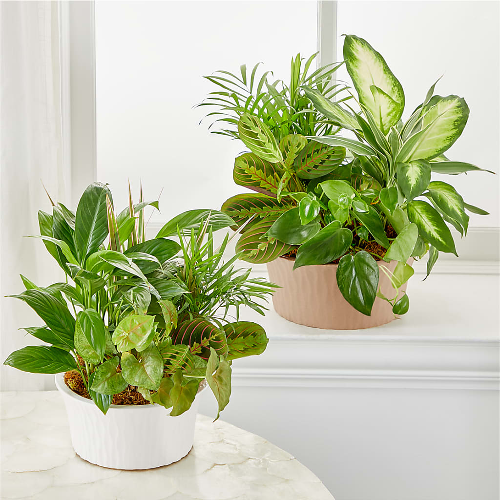 Balance & Harmony Dishgarden – CELEBRATE SHOP & DECOR LLC, Lilburn GA