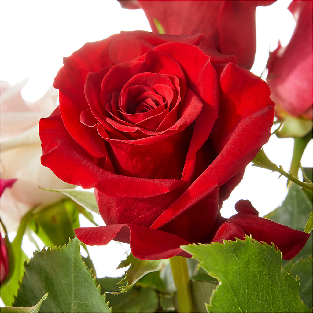 Love Notes Rose Bouquet – CELEBRATE SHOP & DECOR LLC, Lilburn GA