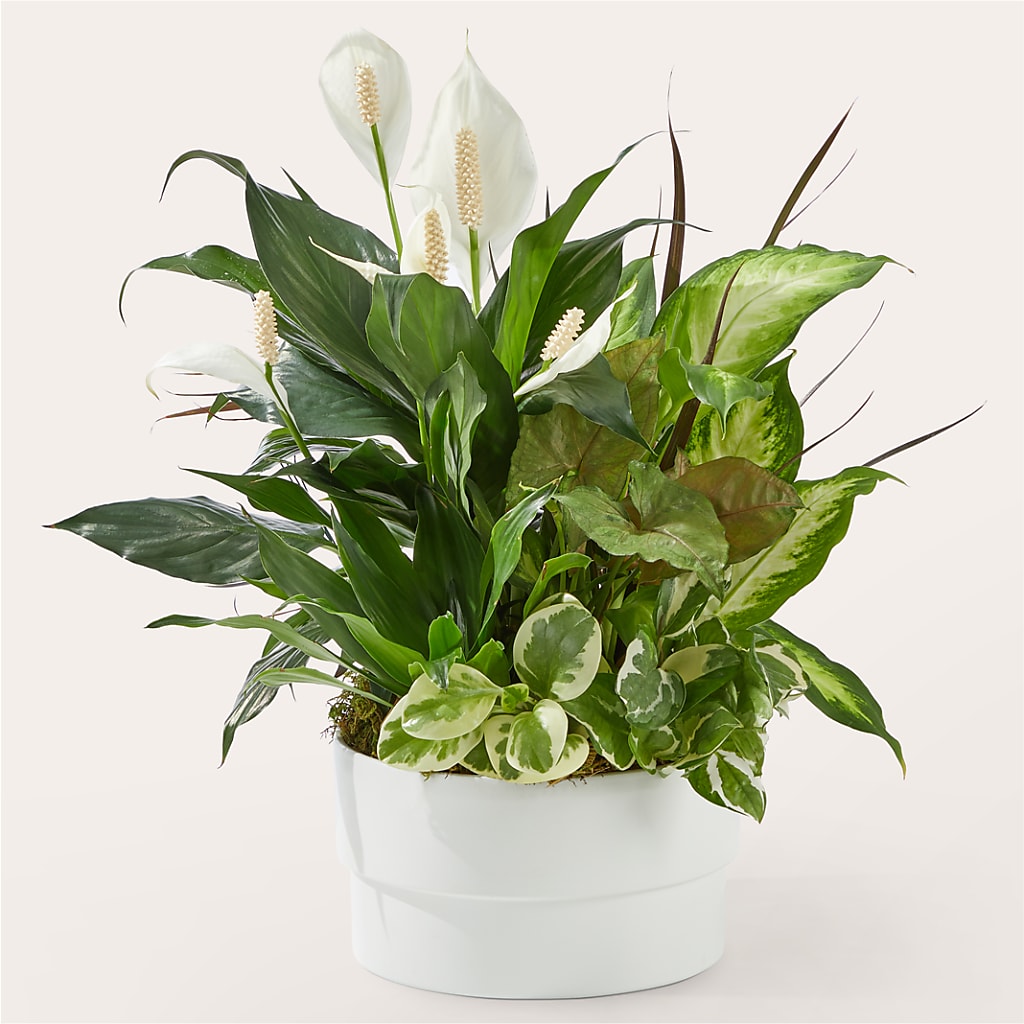 Radiating Positivity Dishgarden – CELEBRATE SHOP & DECOR LLC, Lilburn GA
