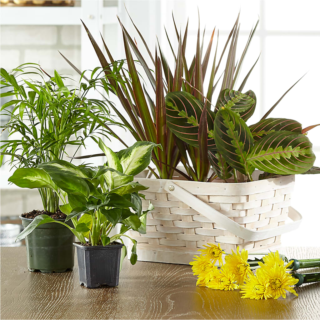 Florist Designed Blooming and Green Plants in a Basket – CELEBRATE SHOP & DECOR LLC, Lilburn GA