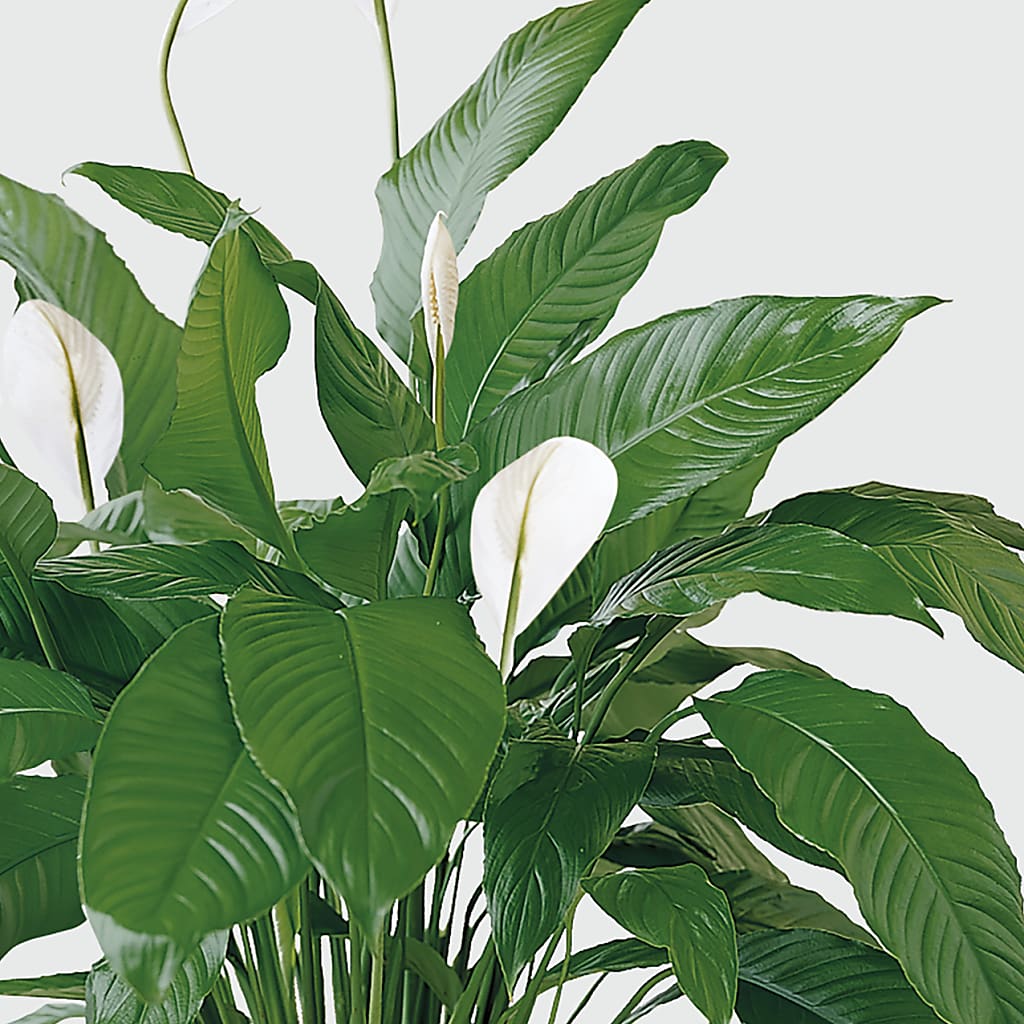 Tranquil Moments Peace Lily Plant – CELEBRATE SHOP & DECOR LLC, Lilburn GA