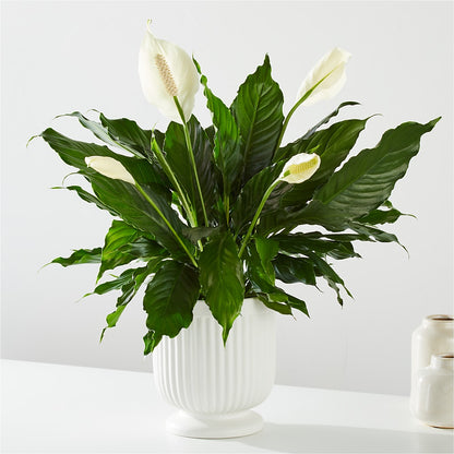 Comfort Planter – CELEBRATE SHOP & DECOR LLC, Lilburn GA