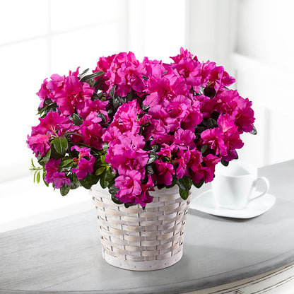 Hope & Serenity Azalea Plant – CELEBRATE SHOP & DECOR LLC, Lilburn GA