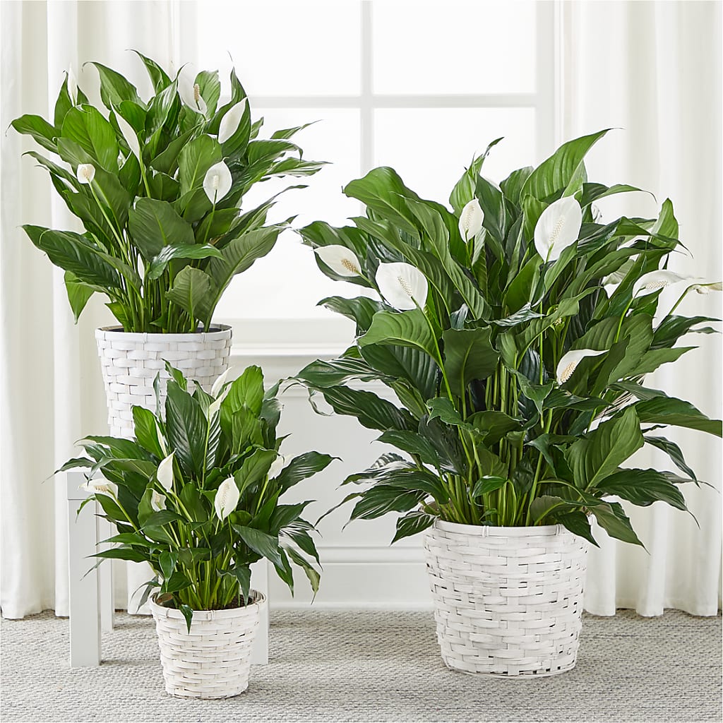 A New Leaf Peace Lily – CELEBRATE SHOP & DECOR LLC, Lilburn GA