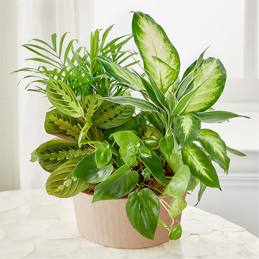 Balance & Harmony Dishgarden – CELEBRATE SHOP & DECOR LLC, Lilburn GA