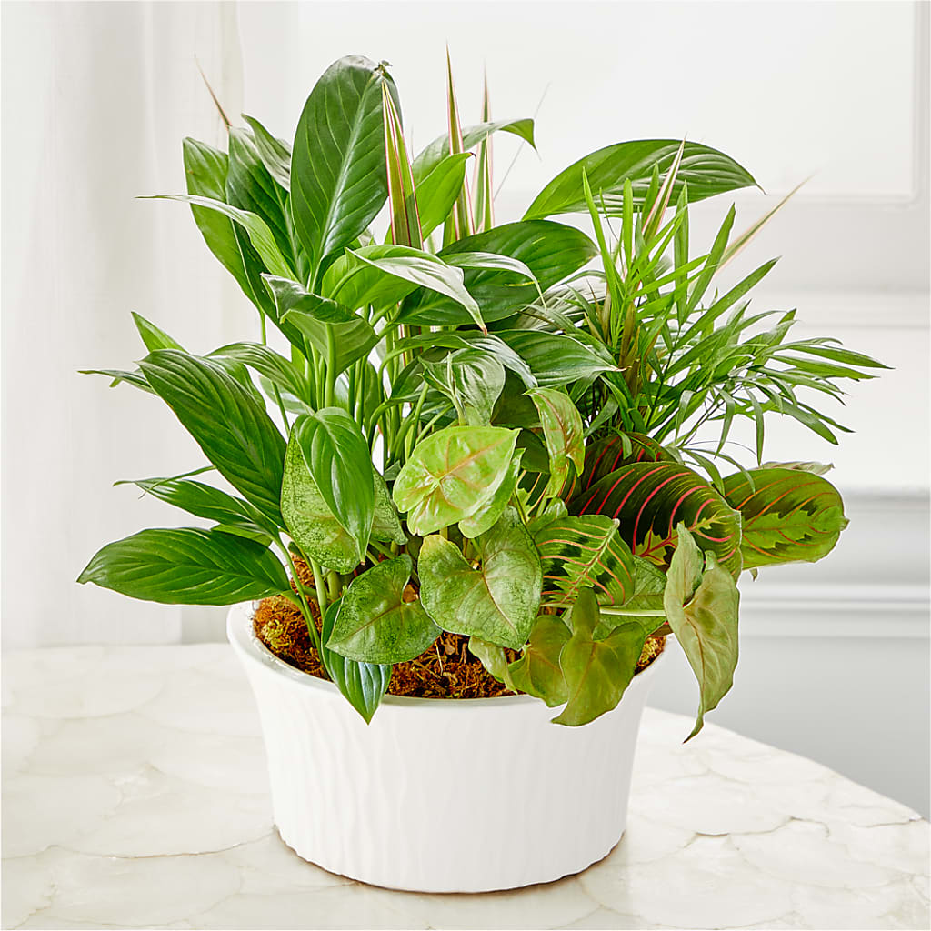 Balance & Harmony Dishgarden – CELEBRATE SHOP & DECOR LLC, Lilburn GA